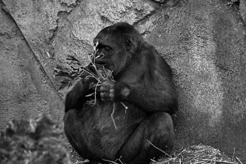 White Back Gorilla slone time eating  for this gorilla Gorilla gorilla,Western gorilla