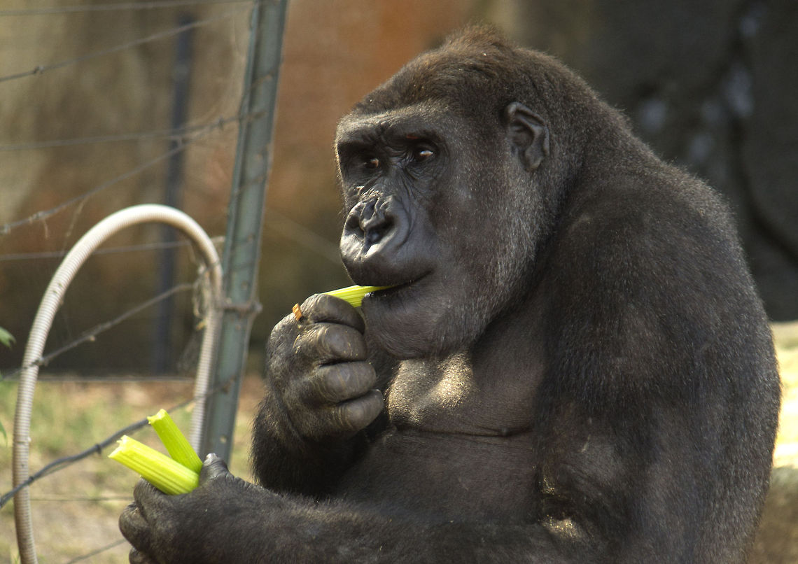 Gorilla eating the closest animal to our dna Gorilla gorilla,Western gorilla