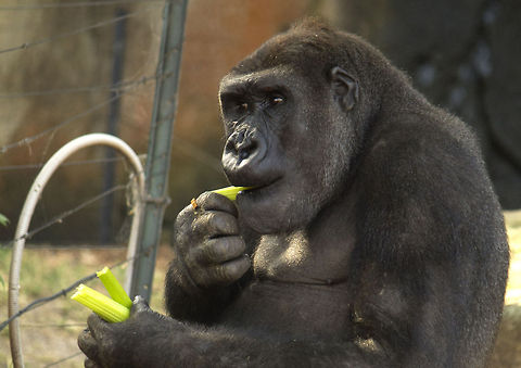 Gorilla eating the closest animal to our dna Gorilla gorilla,Western gorilla