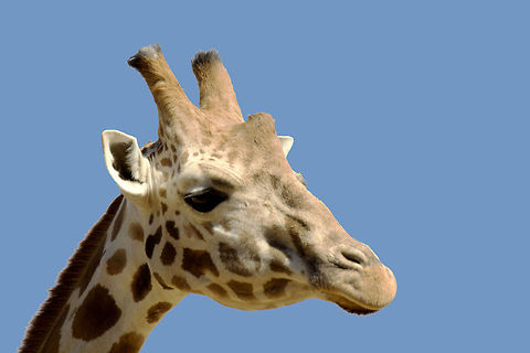 Giraffe so tall so peacful..so elegent ..giraffe Giraffa camelopardalis,Giraffe