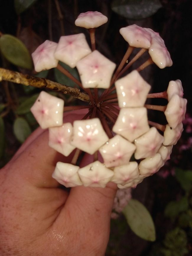 IMG_20210816_154135034  Geotagged,Hoya carnosa,Summer,United States,Wax-plant