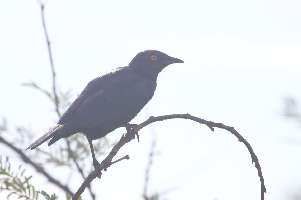 IMG_1878  Cape starling,Lamprotornis nitens