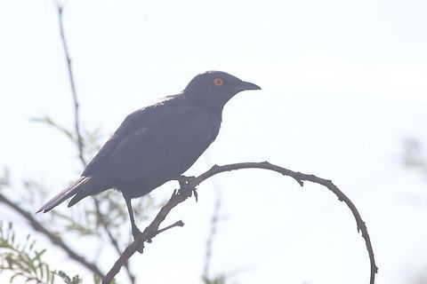 IMG_1878  Cape starling,Lamprotornis nitens