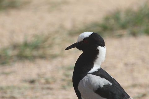 Blacksmith_Lapwing  Blacksmith Lapwing,Vanellus armatus,bird