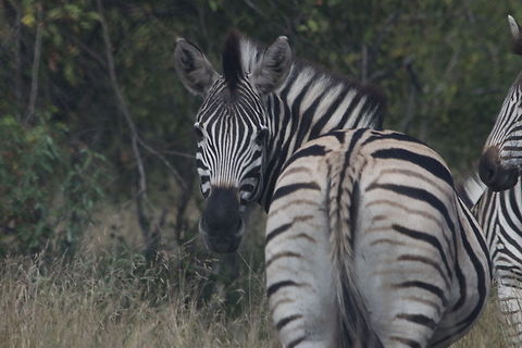 IMG_1894  Equus quagga,Plains zebra