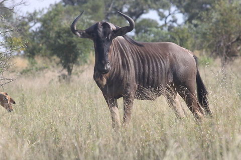 Blue Wildebeest stare  Blue Wildebeest,Connochaetes taurinus