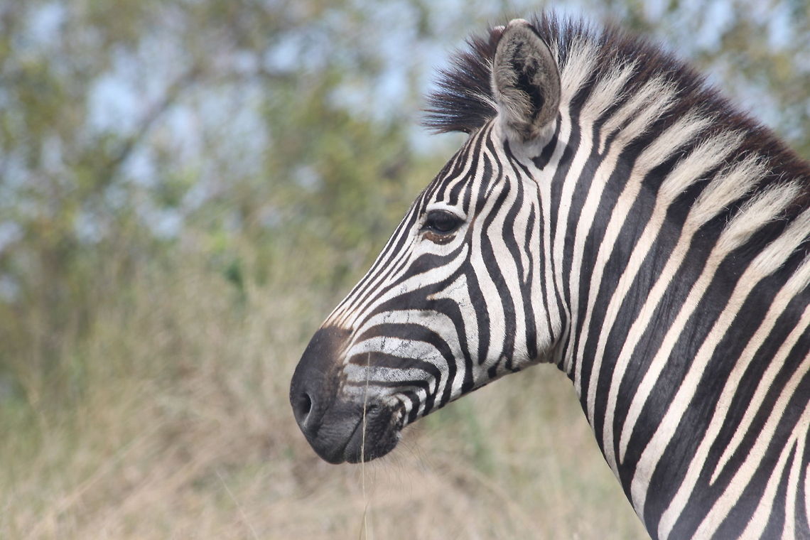 Zebra portrait  Equus quagga,Plains zebra