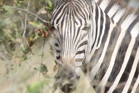 Zebra closeup  Equus quagga,Plains zebra