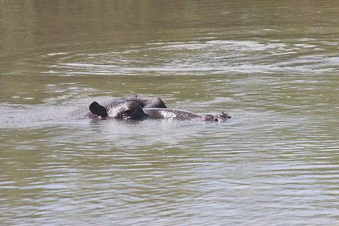 Hippo in water  Hippopotamus,Hippopotamus amphibius