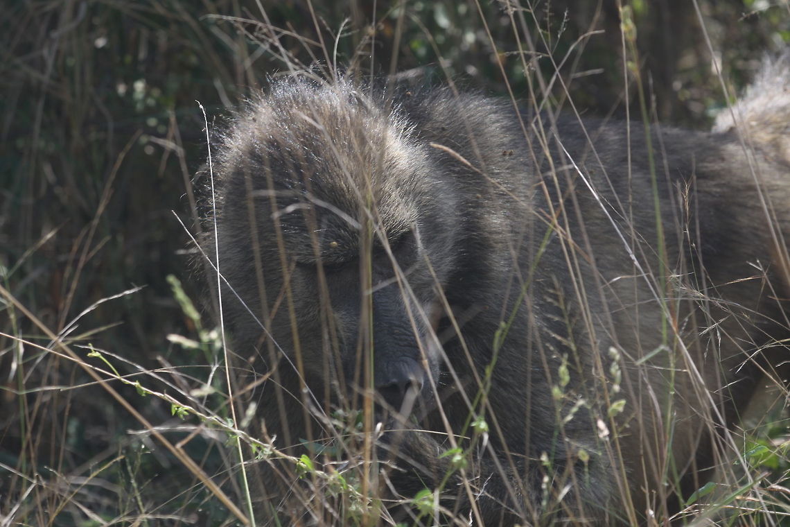 Chacma baboon (Papio ursinus)  Chacma baboon,Papio ursinus