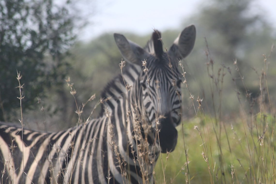 Zebra amongst grass  Equus quagga,Plains zebra