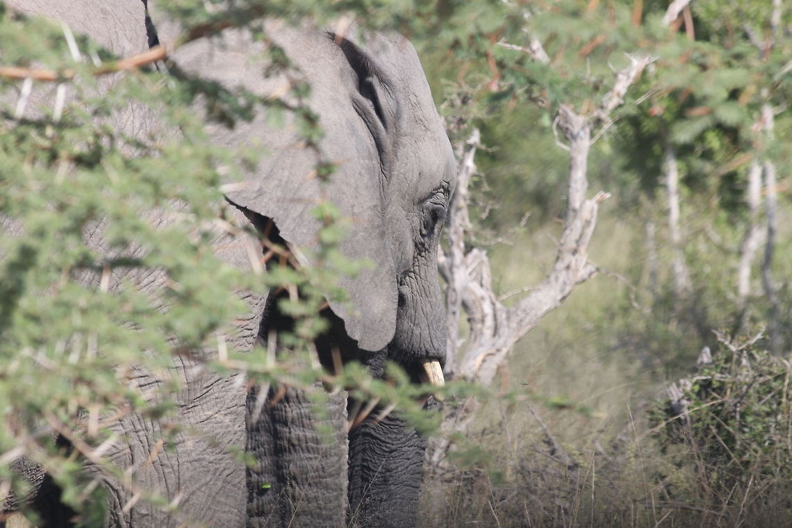 African bush elephant  African bush elephant,Loxodonta africana