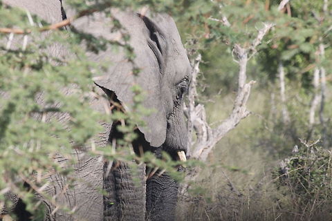 African bush elephant  African bush elephant,Loxodonta africana