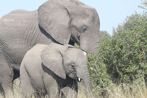 African bush elephant and baby  African bush elephant,Loxodonta africana