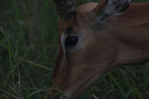 IMG_1943  Aepyceros melampus,Impala