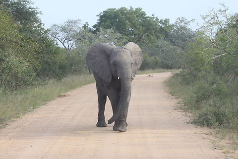 African bush elephant on road  African bush elephant,Loxodonta africana