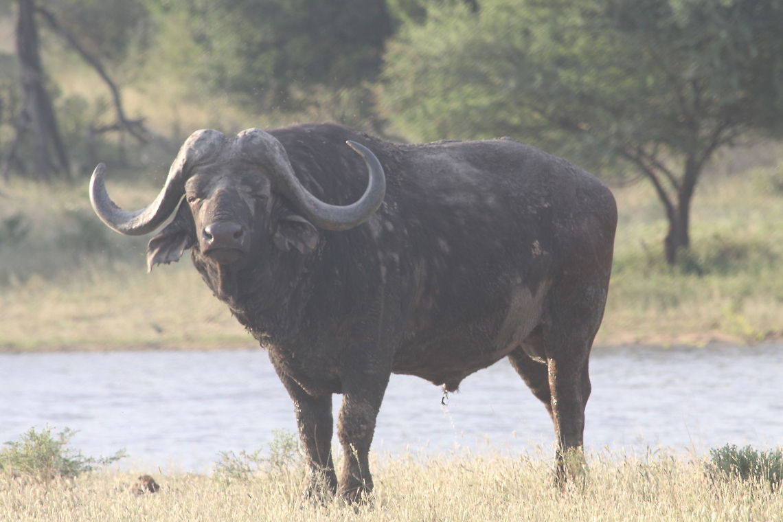 African buffalo  African buffalo,Syncerus caffer