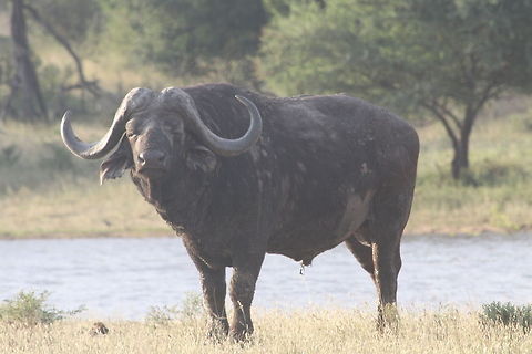 African buffalo  African buffalo,Syncerus caffer