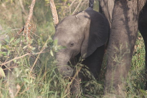 African bush elephant baby  African bush elephant,Loxodonta africana