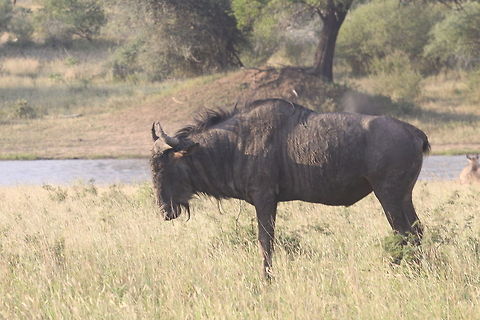 Wildebeest / Gnu  Blue Wildebeest,Connochaetes taurinus