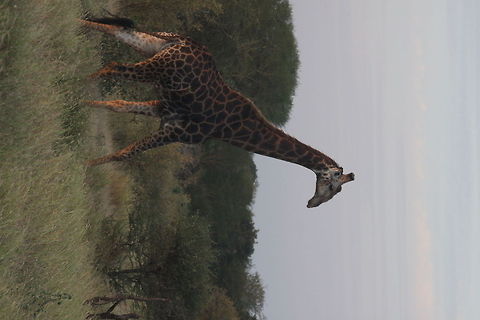 IMG_1995  Giraffa camelopardalis,Giraffe