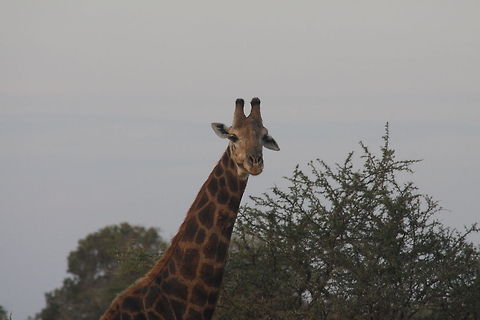 Giraffe neck and head  Giraffa camelopardalis,Giraffe