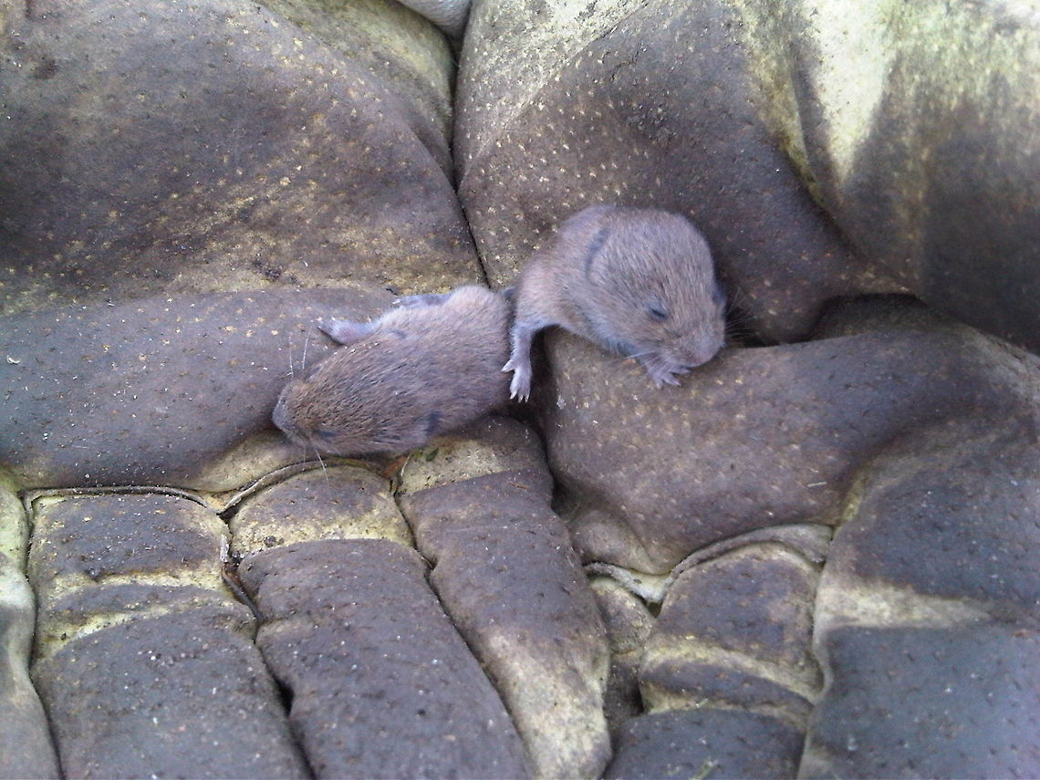 Baby Field Voles Baby Field Voles. Discovered whilst clearing allotment plots. Nest and family safely moved to a better, safer position. <a href="http://martin-way-plot30.blogspot.co.uk/2013/06/a-multitude-of-creatures.html" rel="nofollow">http://martin-way-plot30.blogspot.co.uk/2013/06/a-multitude-of-creatures.html</a> Field Vole,Microtus agrestis
