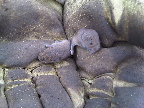 Field Vole