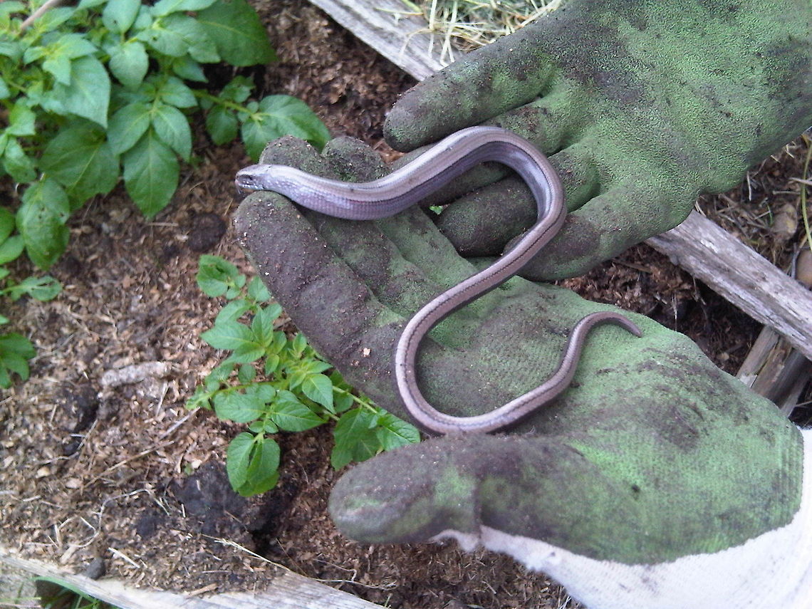Slowworm Slowworm. Discovered whilst clearing allotment plots. <a href="http://martin-way-plot30.blogspot.co.uk/2013/06/a-multitude-of-creatures.html" rel="nofollow">http://martin-way-plot30.blogspot.co.uk/2013/06/a-multitude-of-creatures.html</a> Anguis Fragilis,Slowworm