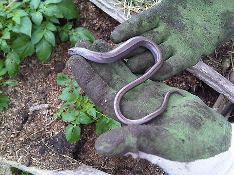 Slowworm Slowworm. Discovered whilst clearing allotment plots. http://martin-way-plot30.blogspot.co.uk/2013/06/a-multitude-of-creatures.html Anguis Fragilis,Slowworm