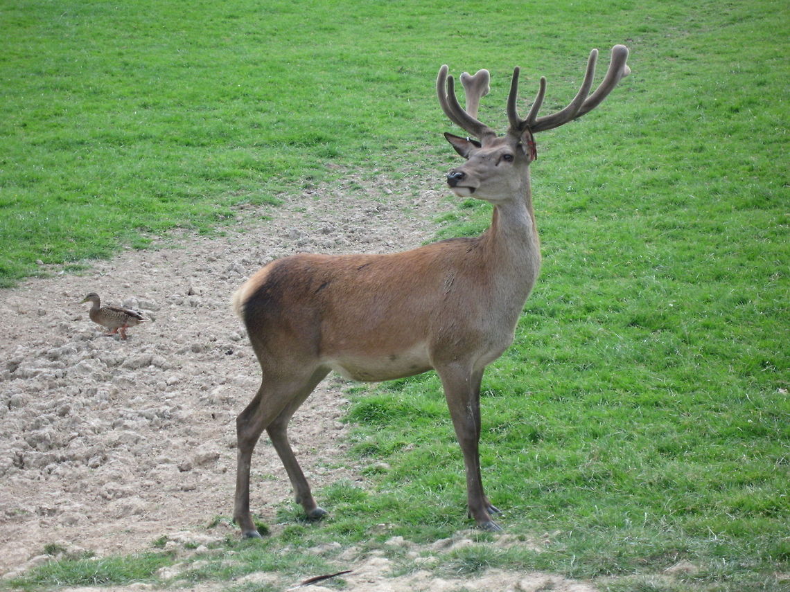 Red Deer Stag A young male Red Deer at the British Wildlife Centre. Cervus elaphus,Geotagged,Red Deer,Red deer,United Kingdom