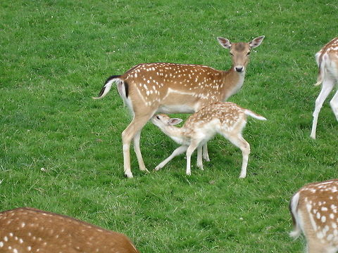 Fallow Deer Doe and Fawn A Fallow Deer suckles her fawn. Photo taken at the British Wildlife Centre. Dama dama,European Fallow Deer,Fallow Deer,Geotagged,United Kingdom