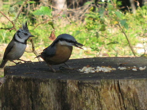 Nuthatch and Crested Tit A Eurasian Nuthatch (centre) and European Crested Tit (left) eating peanuts from a tree stump in an Austrian Forest Eurasian Nuthatch,European Crested Tit,Sitta europaea