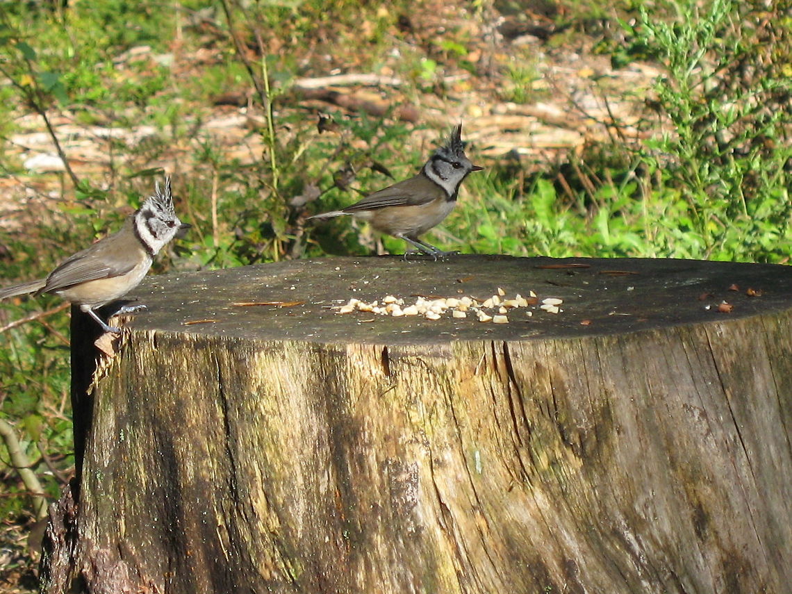Two Crested Tits Two European Crested Tits eyeing up some peanuts. European Crested Tit,Lophophanes cristatus