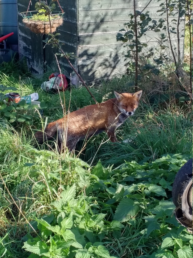 Allotment Fox This is &quot;Velma&quot;, a wild urban fox. She regularly visits us at the allotment. Allotment,Fall,Fox,Geotagged,Red Fox,United Kingdom,Vulpes vulpes
