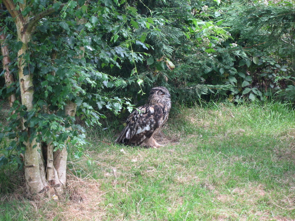 Eagle Owl Eagle Owl taken at the British Wildlife Centre Bubo bubo,Eagle Owl,Eurasian Eagle-Owl