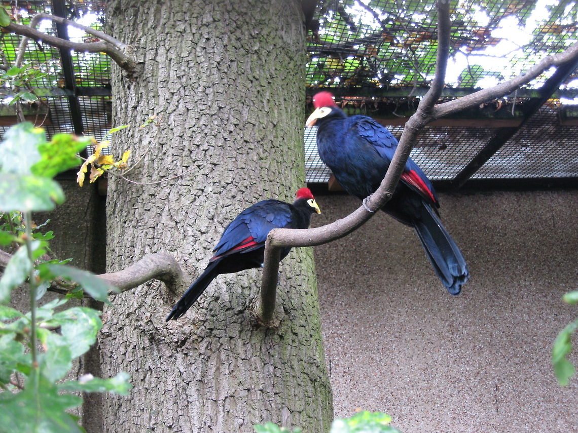A pair of Lady Ross's Turaco Taken at Edinburgh Zoo Edinburgh Zoo,Geotagged,Musophaga rossae,Rosss Turaco,United Kingdom