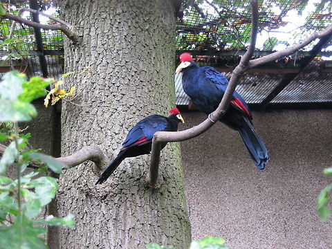 A pair of Lady Ross's Turaco Taken at Edinburgh Zoo Edinburgh Zoo,Geotagged,Musophaga rossae,Rosss Turaco,United Kingdom