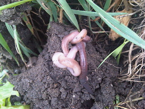 Worm Sex Earthworms are hermaphrodites. But they still have a sex act to exchange genetic material. Earthworm,Lumbricus terrestris