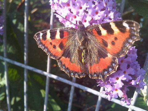 Tortoiseshell Butterfly on Buddleia Poor butterfly was flapping on the ground at Slough Train Station. So I picked him up and put him on a Buddleia Bush (aka Butterfly Bush) Aglais urticae,Buddleia,Geotagged,Small Tortoiseshell,Small Tortoiseshell Butterfly,United Kingdom