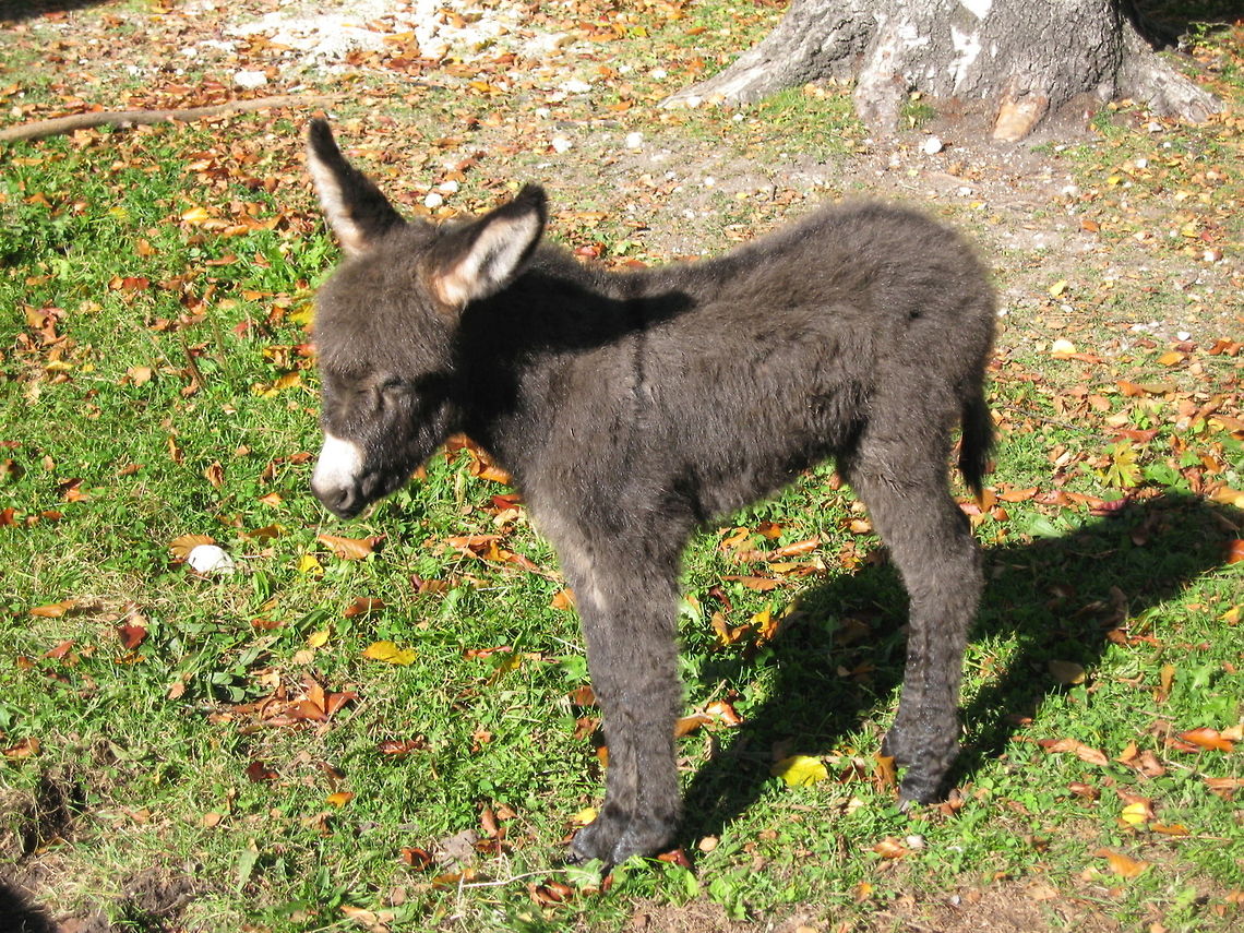 3-day old Donkey Foal Baby Donkey born at the Karwendel Farm, Scharnitz, Austria Austria,Donkey,Equus africanus asinus,Geotagged