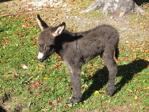 3-day old Donkey Foal Baby Donkey born at the Karwendel Farm, Scharnitz, Austria Austria,Donkey,Equus africanus asinus,Geotagged