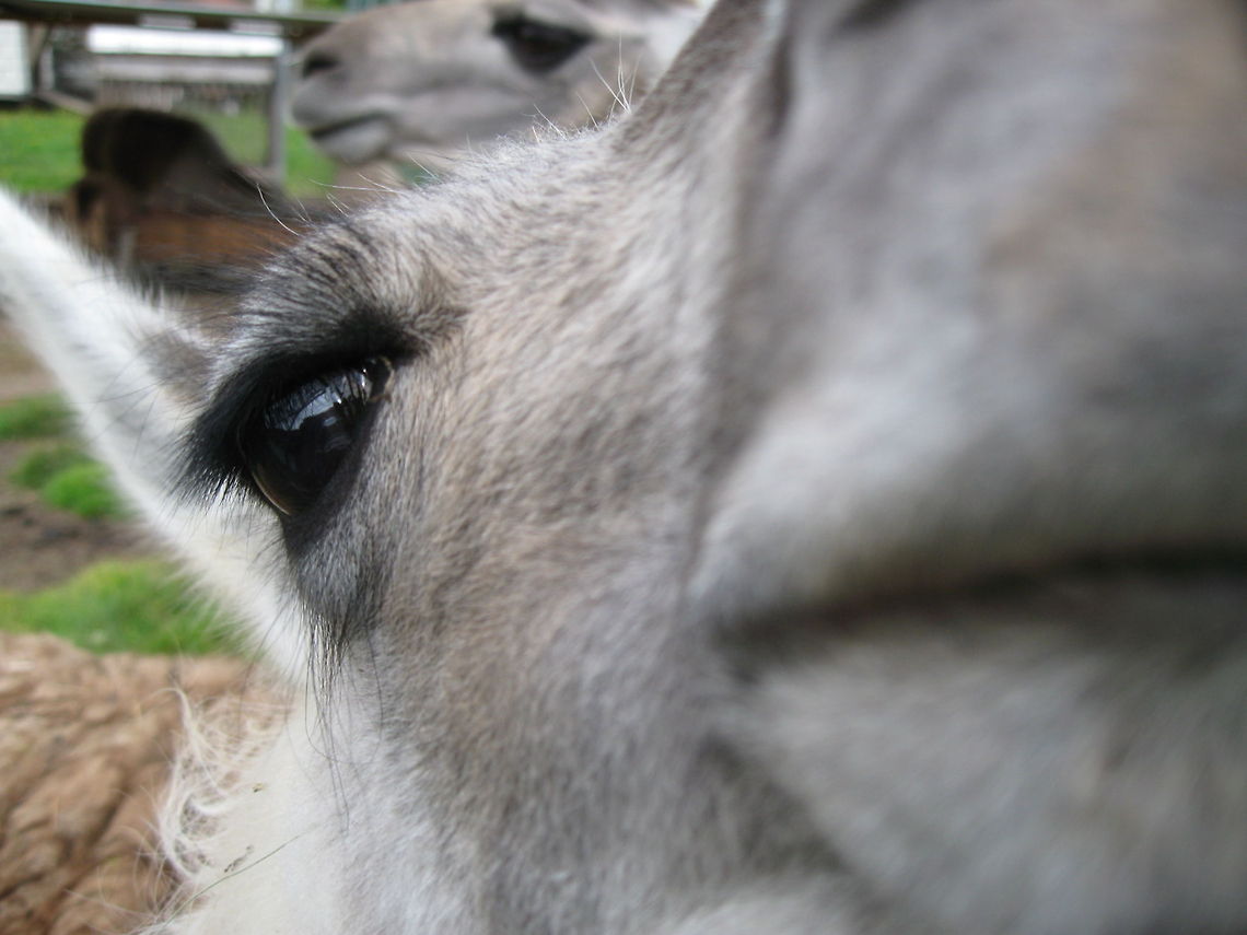 Hello Llama One very curious Llama. Karwendel Llamas, Scharnitz, Austria. Lama glama,Llama