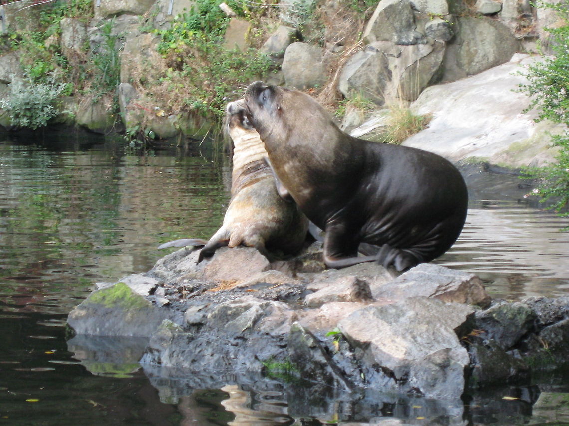 Sealion Pair Male and female sealions. (male is at the front) Edinburgh Zoo,Sea Lion