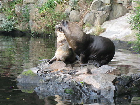 Sealion Pair Male and female sealions. (male is at the front) Edinburgh Zoo,Sea Lion