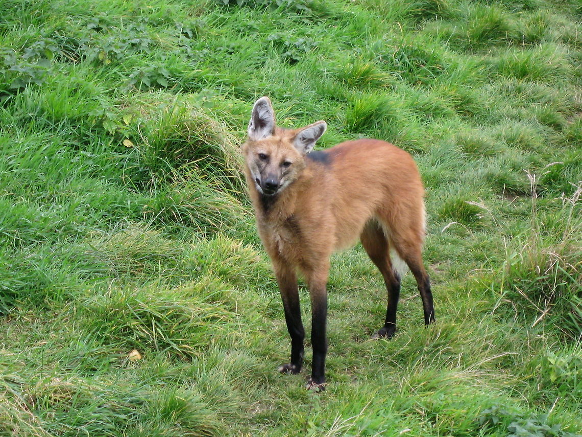 Maned Wolf I rather think he looks like a Fox on stilts, but no, he is really a wolf. Edinburgh Zoo,Maned Wolf