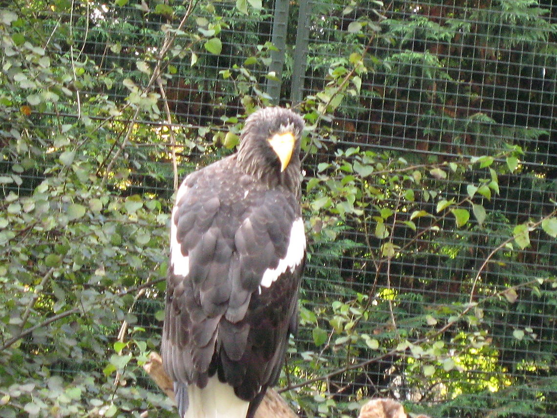 Golden Eagle The classic bird of prey. Bird of Prey,Birds,Edinburgh Zoo,Golden Eagle