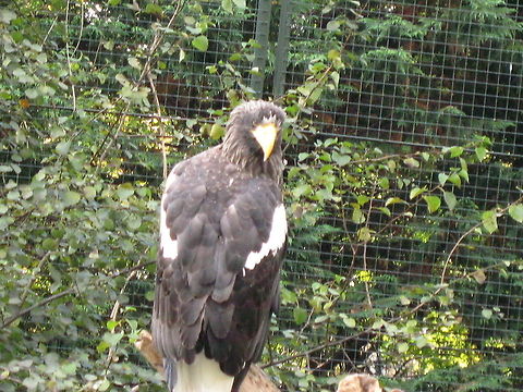 Golden Eagle The classic bird of prey. Bird of Prey,Birds,Edinburgh Zoo,Golden Eagle