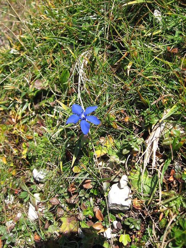 Enzian (Gentiana) Enzian (or Gentiana in the English) is a small blue Alpine Mountain flower. It is commonly used for flavouring Schnapps. The example was taken at a height of 2km above sea level on Seefelder Joch. Alpine Flower,Enzian,Flowers,Gentiana verna