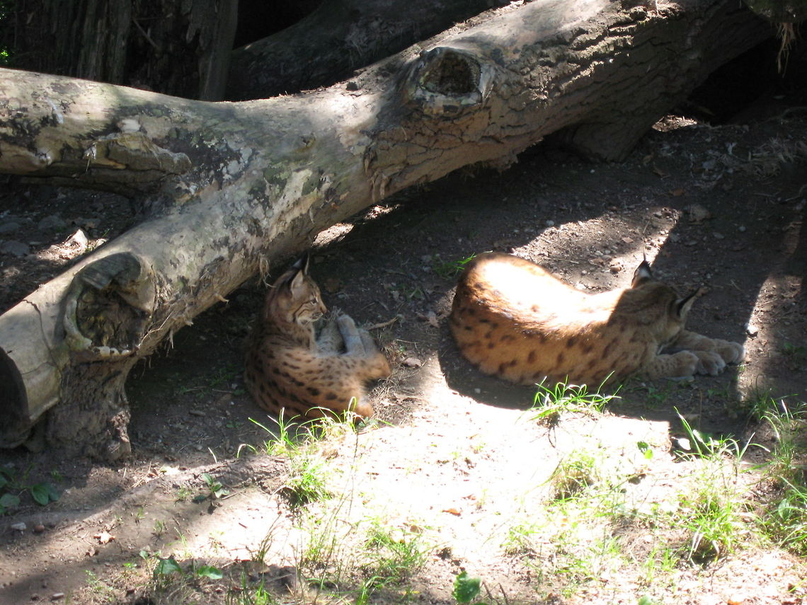 Lynx and kitten A female Lynx with her kitten. Taken at the Alpenzoo, Innsbruck. Alpenzoo,Big Cats,Eurasian Lynx,Lynx,Lynx lynx